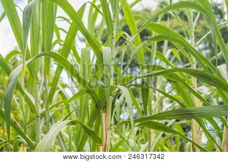 Lanscape Of Bamboo Tree In Tropical Rainforest, Malaysia.