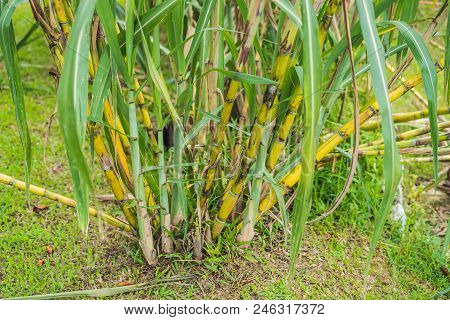 Lanscape Of Bamboo Tree In Tropical Rainforest, Malaysia.