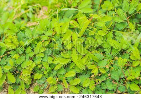 Nature Background Mimosa Shy Pudica Leaf In Close Up View.