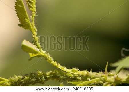 Small Aphid On A Green Leaf In The Open Air