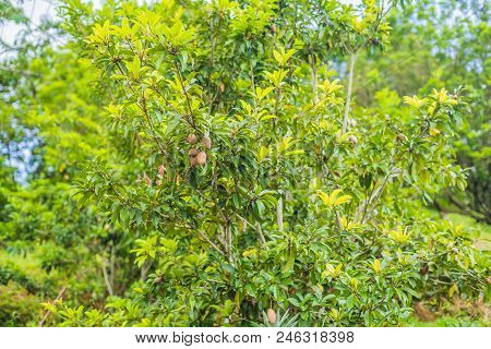 Close Up Fresh Sapodilla, Sapodilla Plum Or Chiko Fruit On Tree With Green Leave.