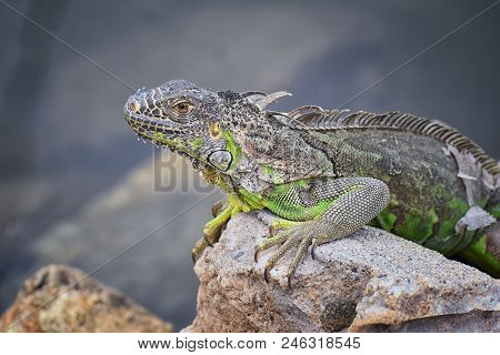 Wild Iguana Resting At Dusk On Rocks In Marina Vallarta  In Puerto Vallarta Mexico. Ctenosaura Pecti