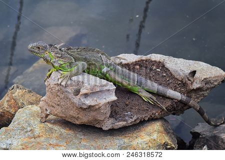 Wild Iguana Resting At Dusk On Rocks In Marina Vallarta  In Puerto Vallarta Mexico. Ctenosaura Pecti