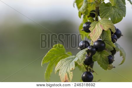Black Currant Branch With Water Drops After Rain