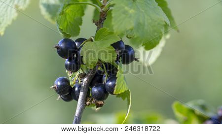 Black Currant Branch With Water Drops After Rain