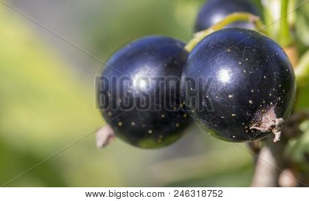 Black Currant Branch With Water Drops After Rain