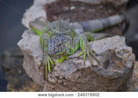Wild Iguana Resting At Dusk On Rocks In Marina Vallarta  In Puerto Vallarta Mexico. Ctenosaura Pecti