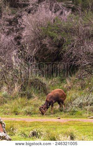 The Antelope Grazes. Aberdare Mountain, Kenya. Africa
