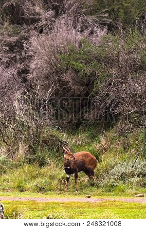 Portrait Of Bushbuck Antelope. Aberdare Mountain, Kenya