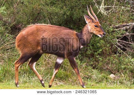 Antelope In Full Growth. Bushbuck From Aberdare, Kenya