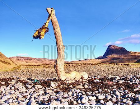 Frayed Marine Rope Drying On An Old Broken Trunk On Bay On West Coast During An Windy Sunset