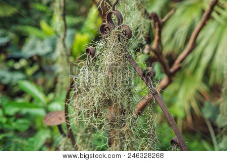 Air Plant, Tillandsia, Spanish Moss With Retro Style For Background.