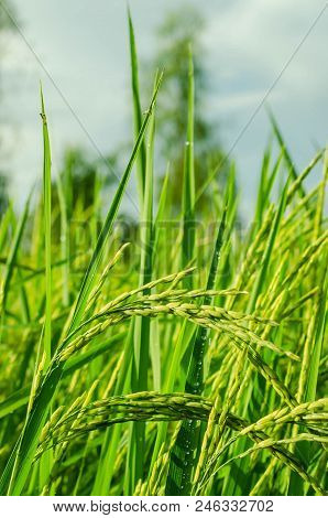 Dew On Top Of The Green Rice.