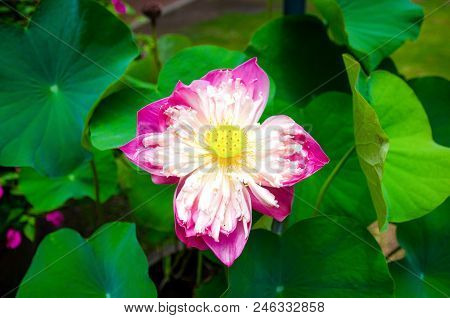 A Purple Lotus Bloom In The Garden