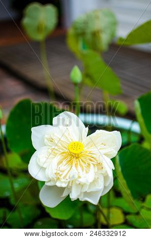 Beautiful A White Lotus On The  Pond.