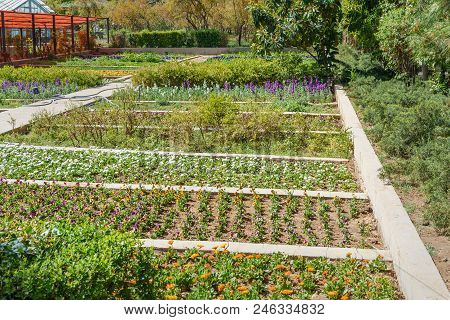 Flowers On The Beds In Eram Garden In Shiraz. Iran