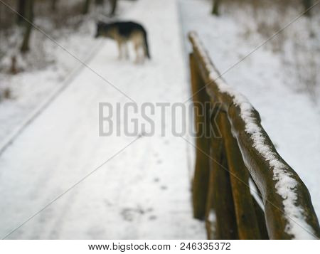 Wooden Brodge In The Foreground And A Dog In The Blurred Background