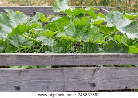 Plants Grow In High Beds In The Garden. Young Vegetable Plants Squash, Vegetable Marrow In Spring, E
