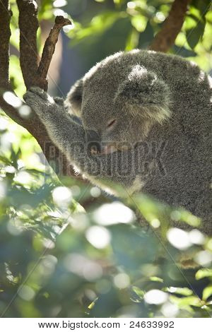Koala je vznešené spánek