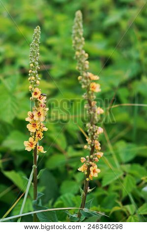 Meadow Flower Melilot, Field Yellow Elongated Flower
