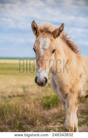 A Little Foal In The Field Looks At Me