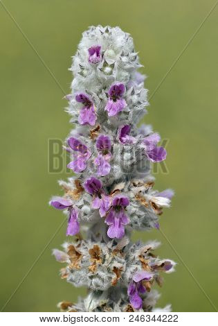 Lambs Ear - Stachys Byzantina
Native To Turkey, Armenia, And Iran But Widely Grown In Gardens