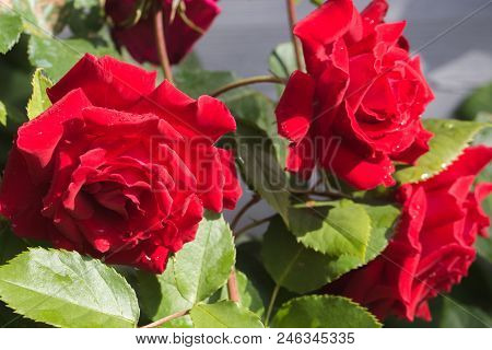 Blooming Red Roses In The Garden On A Sunny Day After Rain.