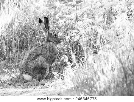 High-key Style Photo Of A Wild Rabbit