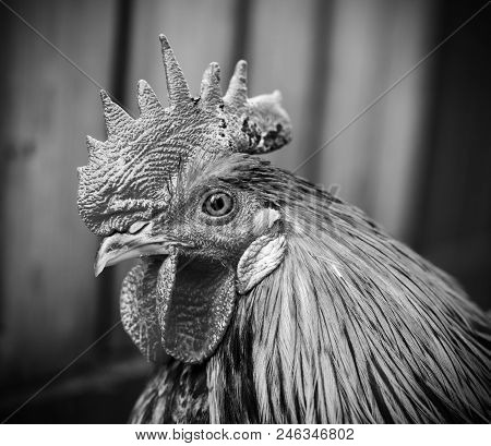 Black And White Photo Of Staring Rooster.
