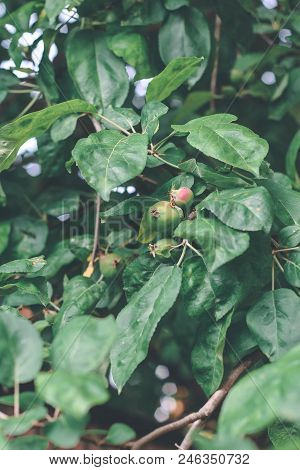 Green Apple Tree With Apples On Garden
