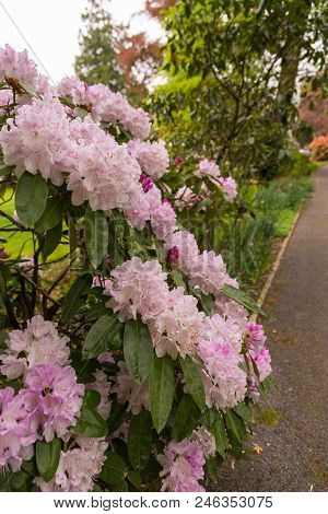 Magnolia Pink Blossom Tree Flowers, Close Up Branch, Outdoor. Garden In Grasmere, Cumbria, England, 