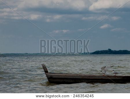 Two Seagulls At A Lake - On The Water, Sitting In A Boat, And Standing On The Boat.
