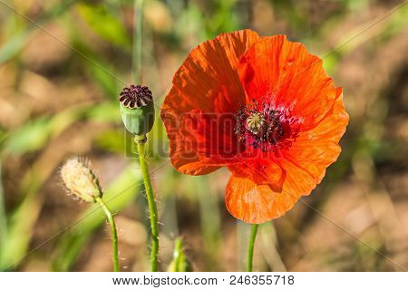 Poppy Fields Of The Pskov Region. Poppies And Wheat On The Russian Fields.