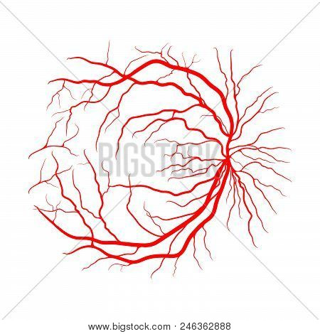 Eye Vein System X Ray Angiography Vector Design Isolated On White