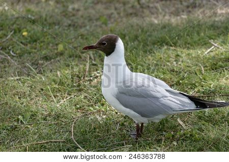 Chroicocephalus Ridibundus (black-headed Gull) Standing On A Grass In Hämeenlinna, Finland