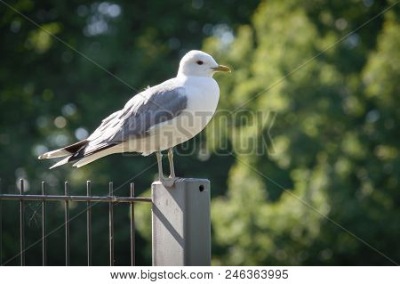 Larus Canus (common Gull) Standing On A Fence