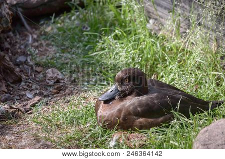 Female Tufted Duck Lying On The Grass.