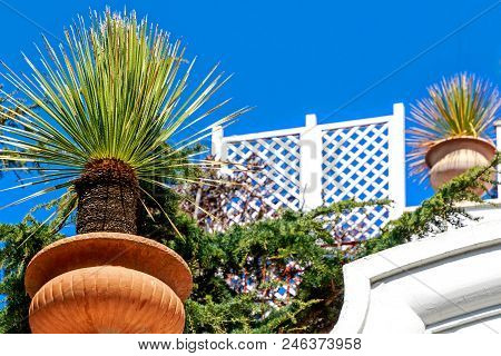 Beautiful Potted Yucca Palm (yucca Filamentosa) In Capri Town, Italy
