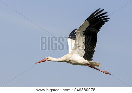 Elegant Beautiful White Stork Bird With Spread Wings, Black Tail And Long Legs Flying High In The Cl