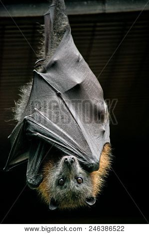 Grey-headed Flying Fox In The Australian Wild.