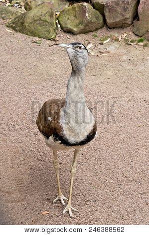 Portait Of A Australian Bustard In The Zoo