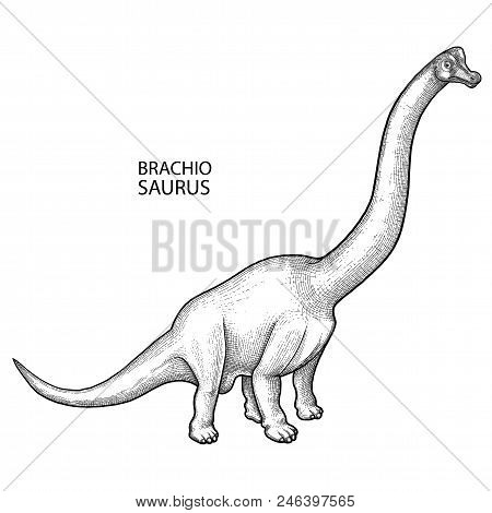 Graphic Brachiosaurus. Vector Dinosaur Isolated On White Background. Herbivore Animal Of The Prehist
