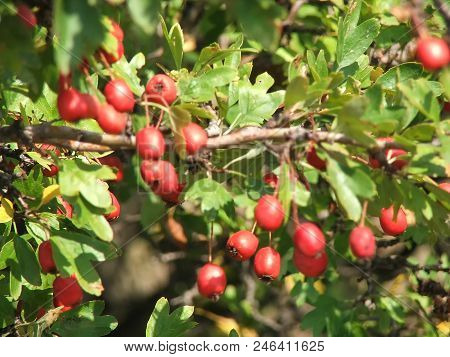 A Branch Of A Wild Apple Tree In The Summer. Red Fruits. Live Photo.