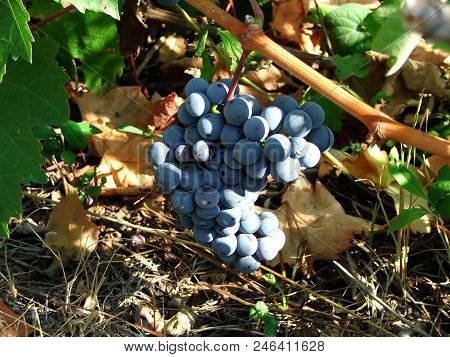 A Bunch Of Grapes On A Wild Vine. Фон. 