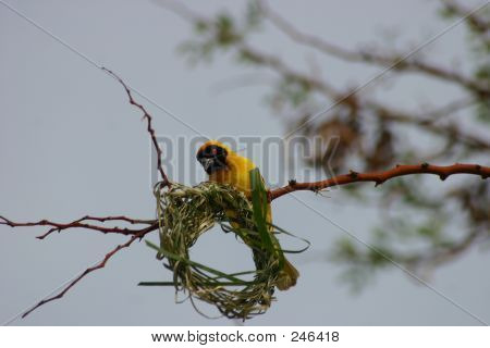Tecelão em cima