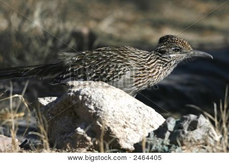 Roadrunner