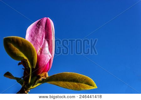 Magnolia Blooms. Beautiful Violet Magnolia Flowers In The Spring Season On A Magnolia Tree.