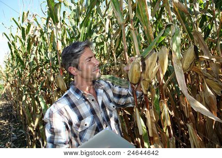 Agronomo nel campo di mais con tavoletta elettronica