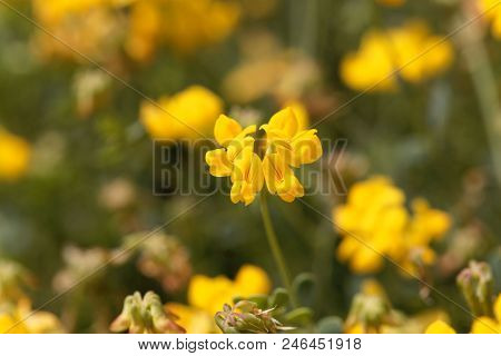 Flowers Of Coronilla Minima