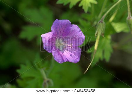 Flower Of Himalayan Or Lilac Cranesbill (geranium Himalayense)